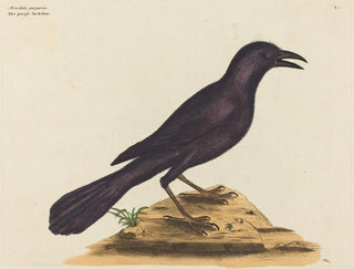 Mark Catesby - The Purple Jack Daw Gracula Quiscula.webp