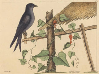 Mark Catesby - The Purple Martin Hirundo purpurea.webp