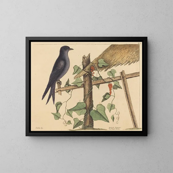 Le martin pourpré - Mark Catesby — quadro incorniciato alla parete