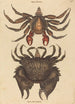 Le Crabe Rocheux Motté Rouge Cancer grapsus - Mark Catesby — vista dell’opera