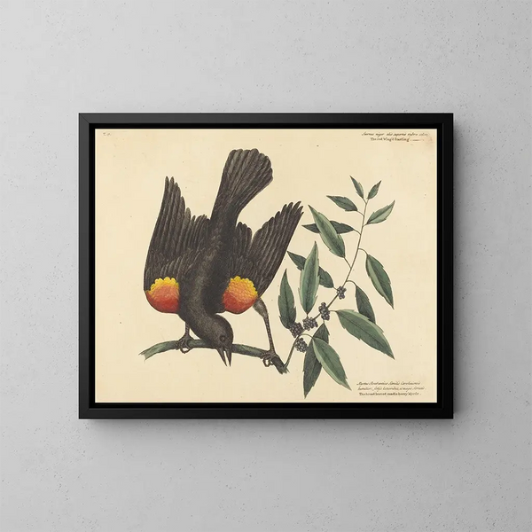 Il merlo con ali rosse - Mark Catesby — quadro incorniciato alla parete