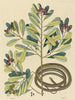 Il serpente nastro Coluber saurita - Mark Catesby — vista dell’opera