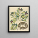 Il serpente nastro Coluber saurita - Mark Catesby — quadro incorniciato alla parete