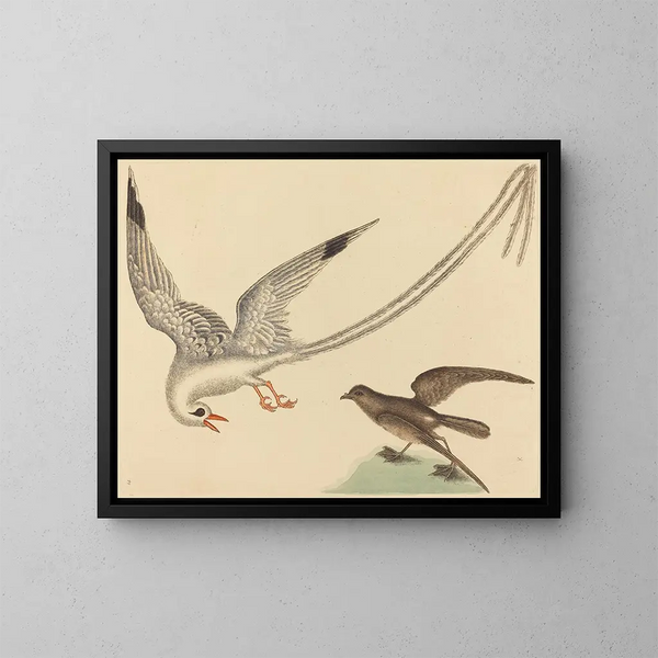 Il tordo delle risaie - Mark Catesby — quadro incorniciato alla parete