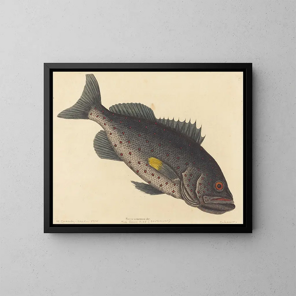 Il pesce persico velenoso - Mark Catesby — quadro incorniciato alla parete