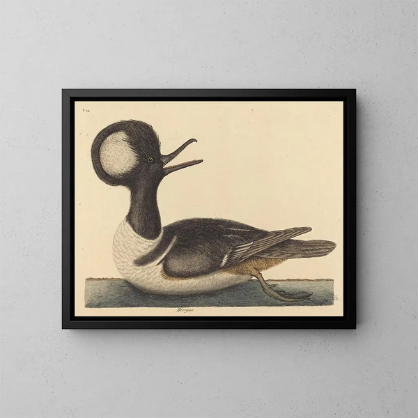 Il papero con cappuccio - Mark Catesby — quadro incorniciato alla parete