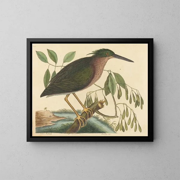 Le petit butor - Mark Catesby — quadro incorniciato alla parete