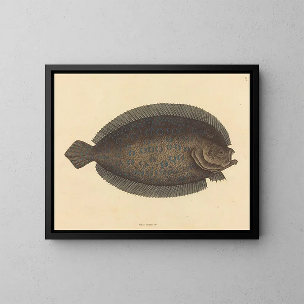 Le sole Pleuronectes lunatus - Mark Catesby — quadro incorniciato alla parete