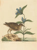 Le Soree Rallus virginianus - Mark Catesby — vista dell’opera