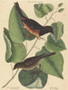 Le Towhe (Fringilla erythrophthalma) - Mark Catesby — vista dell’opera