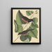 Le Towhe (Fringilla erythrophthalma) - Mark Catesby — quadro incorniciato alla parete