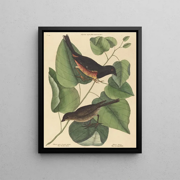 Mark Catesby - The Towhe Bird Fringilla erythrophthalma.webp