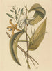 La vaniglia Epidendrum vanelloe - Mark Catesby — vista dell’opera