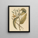 La vaniglia Epidendrum vanelloe - Mark Catesby — quadro incorniciato alla parete