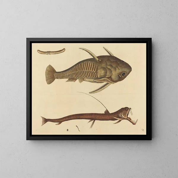 Le Silure à bouche de vipère - Mark Catesby — quadro incorniciato alla parete