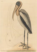 Le Pélican des Bois Tantalus Loculator - Mark Catesby — vista dell’opera