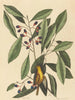 La mésange jaune - Mark Catesby — vista dell’opera