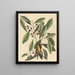 La mésange jaune - Mark Catesby — quadro incorniciato alla parete