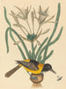 L'Oriolus icterus giallo e nero - Mark Catesby — vista dell’opera
