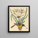 L'Oriolus icterus giallo e nero - Mark Catesby — quadro incorniciato alla parete