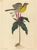 Le Paruline polyglotte - Mark Catesby — vista dell’opera