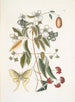 Le Papillon de Nuit à Quatre Yeux - Mark Catesby — vista dell’opera