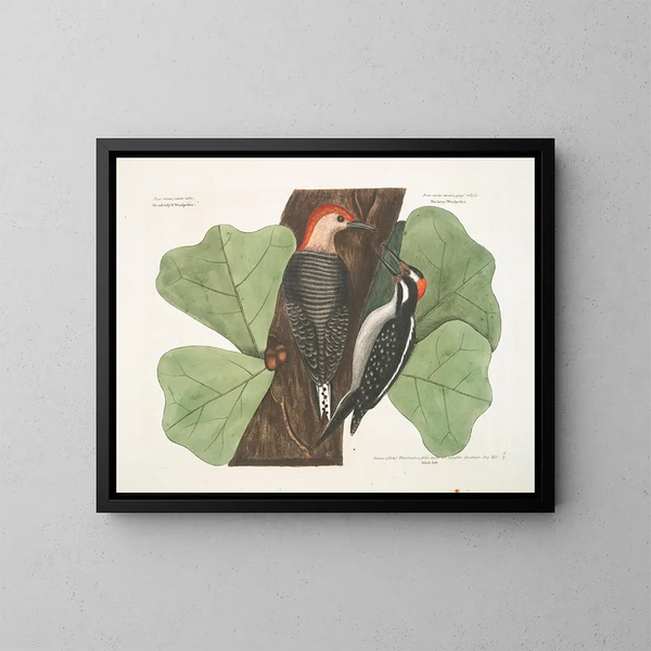 Il pic a ventre rosso, il picche chevelu, la quercia nera - Mark Catesby — quadro incorniciato alla parete
