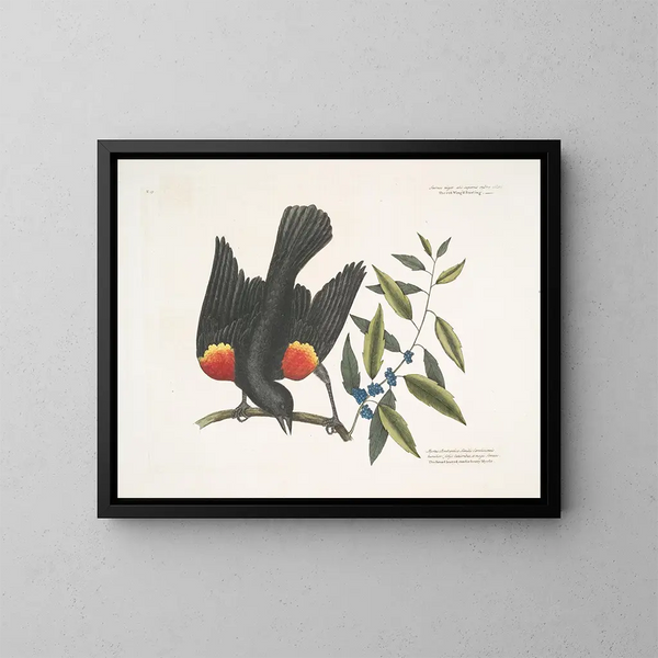 Il merlo con ali rosse, il mirto con bacche a grappolo - Mark Catesby — quadro incorniciato alla parete