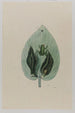 Rainette - Mark Catesby — vista dell’opera