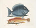 Le merle rhomboïdal et le poisson jaune - Mark Catesby — vista dell’opera