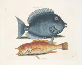 Le merle rhomboïdal et le poisson jaune - Mark Catesby — vista dell’opera