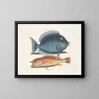 Le merle rhomboïdal et le poisson jaune - Mark Catesby — quadro incorniciato alla parete