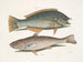 Il merlo e il pudding americano, il whiting di Caroline - Mark Catesby — vista dell’opera