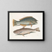 Il merlo e il pudding americano, il whiting di Caroline - Mark Catesby — quadro incorniciato alla parete