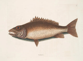 Mark Catesby - Turdus c The mangrove Snapper.webp