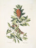 Le petit Vrai Le petit Vrai Houx carolinien aux feuilles dentées et aux baies rouges Il vischio Dahoon - Mark Catesby — vista dell’opera