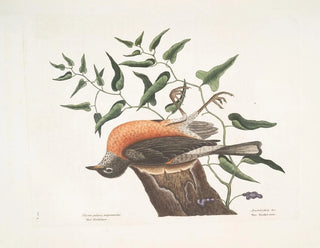Le merle de Caroline, l'armoise de Virginie - Mark Catesby — vista dell’opera