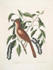 Turdus ruffus La Thruth couleur renard Ceraso similis arbuscula c Le grappes Cerisier noir - Mark Catesby — vista dell’opera
