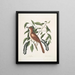 Turdus ruffus La Thruth couleur renard Ceraso similis arbuscula c Le grappes Cerisier noir - Mark Catesby — quadro incorniciato alla parete
