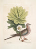 Turtur caroliniensis, la tartaruga delle Caroline, anapodophyllon canadense, il may apple - Mark Catesby — vista dell’opera
