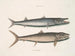 Umbla mineure c. Barracuda vulpis bahamensis - Mark Catesby — vista dell’opera