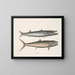 Umbla mineure c. Barracuda vulpis bahamensis - Mark Catesby — quadro incorniciato alla parete