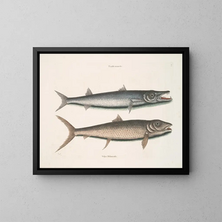 Mark Catesby - Umbla minor c Barracuda Vulpis Bahamensis.webp