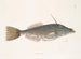 Pesce unicorno delle Bahamas La forma di un dente - Mark Catesby — vista dell’opera