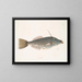 Pesce unicorno delle Bahamas La forma di un dente - Mark Catesby — quadro incorniciato alla parete