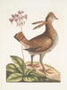 Urogallus minor - Mark Catesby — vista dell’opera