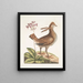 Urogallus minor - Mark Catesby — quadro incorniciato alla parete