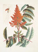 Guêpe ichneumon tripilis pennsylvanien Rhus glabrum Panicula speciosa crimson - Mark Catesby — vista dell’opera