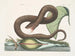 Vipère bruna - Mark Catesby — vista dell’opera