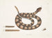 Vipère à queue de sonne - Mark Catesby — vista dell’opera